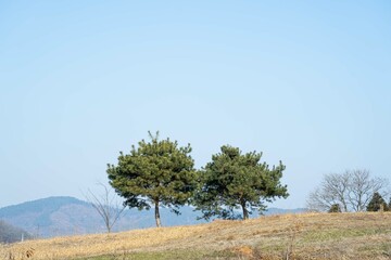언덕 위에 나란히 서 있는 두 개의 소나무