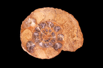 Laboratory specimen of rocks and fossils,
Fossil ammonite