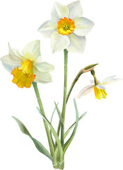 Narcissus flowers watercolor illustration. Spring Daffodil floral bouquets for easter card, decoration 