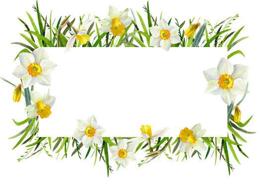 Narcissus flowers watercolor illustration. Spring Daffodils with green grass floral frame, background, border. Easter greeting card