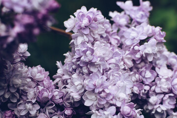 Beautiful lilac flowers. Spring blossom. Blooming lilac bush with tender tiny flower