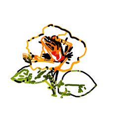 digital brush stroke color line drawing of a flower with transparent and colorful background