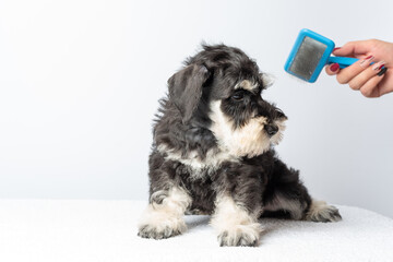 A hand combing the wool of a miniature Schnauzer with a brush after washing. Dog hair care. Pet SPA.