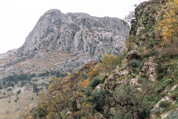 landscape in the mountains with a forest