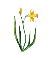 Watercolor hand painted yellow Daffodil Wildflower. Narcissus flower with stem and leaves. Spring botanical illustration. Isolated on white background.