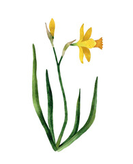 Watercolor hand painted yellow Daffodil Wildflower. Narcissus flower with stem and leaves. Spring botanical illustration. Isolated on transparent background.