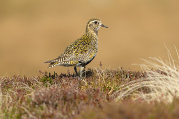 Golden Plover facing right and stood in natural moorland habitat with heather and grasses.  Scientific name: Pluvialis apricaria.  Adult bird with Summer plumage. Swaledale, UK. Horizontal. Copyspace