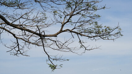 branches of a tree against sky
