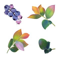Blueberries and multi-colored twigs with leaves separately on a white background, digital drawing.