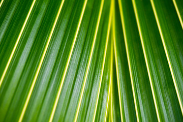 Abstract bright green palm leaves background. Fresh tropical plant texture macro. Nature striped pattern. Selective focus. Geometry in nature. Horizontal photo.