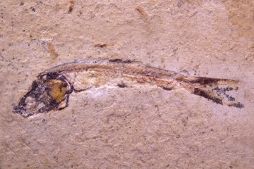 Fossil fish Leedsichthys lewis, Cretacic, Cenomaniense (Cenomanian), Lebanon