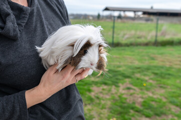 guinea pigs in the arms of a person