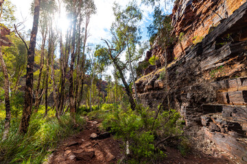 The interior of dales gorge in karijini national park in western australia; a lush red canyon in the desert with red sand and rocks; an oasis in the australian outback