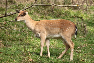 young deer in the middle of the forest