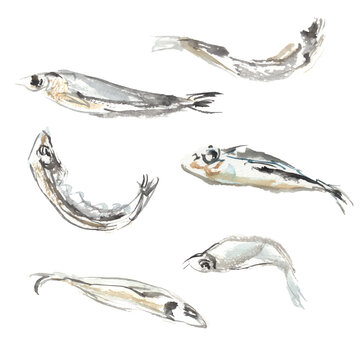水彩で描いた煮干しのイラスト