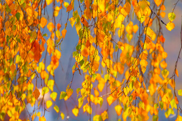 Autumn golden leaves on a birch tree Blurred background