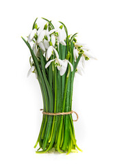 snowdrop flowers on a white background