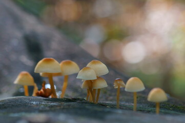 Growing mushrooms in the forest. Close-up.