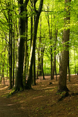 Wald Frühling 