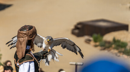 Eagle perching over falconers glove during exhibition