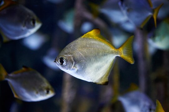 Silver moonyfish, or silver moony (Monodactylus argenteus ) swimming in an aquarium between branches and other fish of the same species