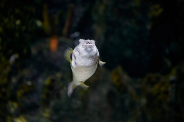 White-spotted Drum, Painted Boat or White-spotted Pufferfish (Arothron hispidus Linnaeus) swimming...
