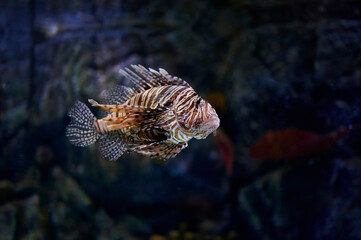 Lionfish (Pterois antennata) native to coastal lagoons and reefs of the Indian Ocean, swimming near a rock wall