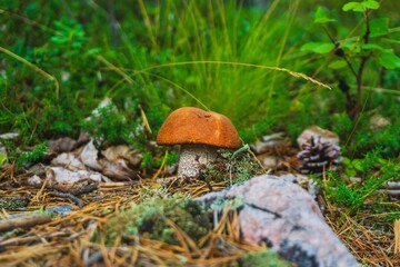 Flora of the Arctic Circle- Kola Peninsula. Murmansk region- coast of the White Sea