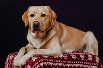 Biszkoptowy labrador retriever