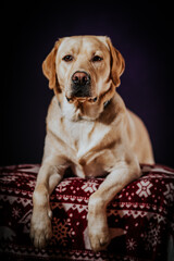 Biszkoptowy labrador retriever