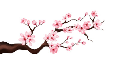 cherry blossom branch with sakura flower. sakura white background. watercolor cherry bud. cherry blossom flower blooming. vector pink sakura flower background. watercolor cherry blossom vector