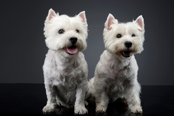 2 cute west Highland terrier smiling in a studio - 560144403