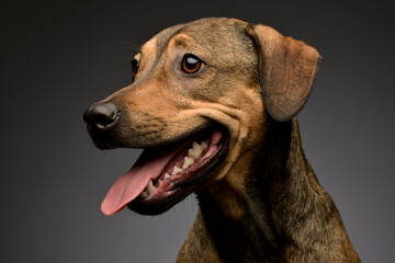 Mixed breed sweet brown dog headshot in a grey wall studio - 560144406