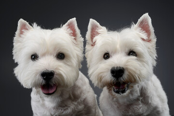 2 cute west Highland terrier smiling in a studio - 560144441