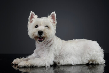 cute west Highland terrier smiling  in black background - 560144452