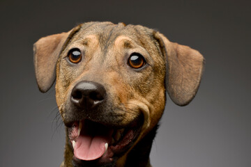 Mixed breed sweet brown dog headshot in a grey wall studio - 560144460