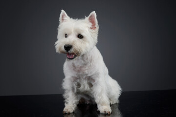 cute west Highland terrier smiling  in black background - 560144483