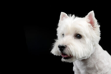 cute west Highland terrier smiling  in black background - 560144486