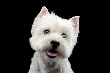 cute west Highland terrier smiling  in black background - 560144490
