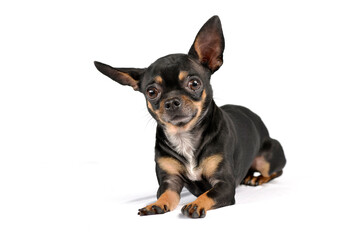 cute Chihuahua looks at you  in white photo studio - 560144671