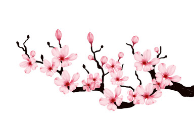 cherry blossom branch with sakura flower. sakura white background. watercolor cherry bud. cherry blossom flower blooming. vector pink sakura flower background. watercolor cherry blossom vector