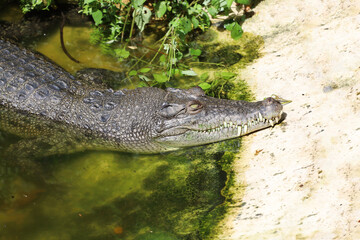 Close up crocodile head in garden