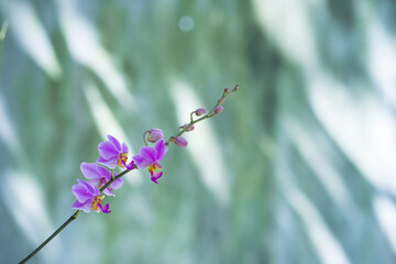 Beautiful orchid flowers with green background