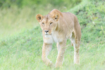 Fototapeta na wymiar Lioness (Panthera leo) walking on savanna, looking at camera, Masai Mara national reserve, Kenya.