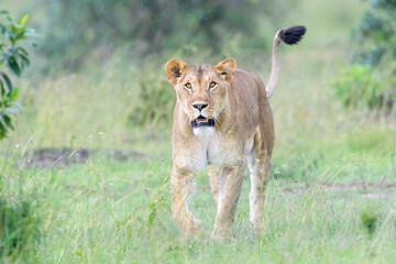 Lioness (Panthera leo) walking on savanna, looking at camera, Masai Mara national reserve, Kenya.