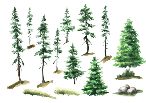 Forest fir trees set. Hand drawn watercolor illustration  isolated on white background
