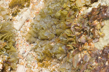 Underwater aquatic plants attached to the rocky and coral bottom of a beach in Anguilla