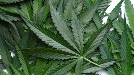 Many green leaves of narcotic cannabis plant background