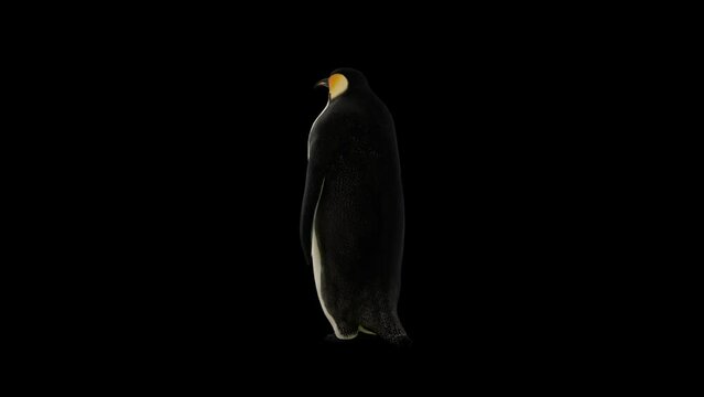 Animated penguin standing with his back and waving flippers.