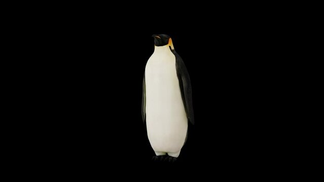 Animated penguin front view and waving flippers
